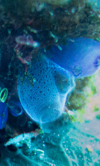 Rhopalaea