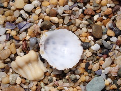 Spondylus nicobaricus