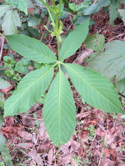 Aesculus californica