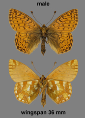Boloria napaea