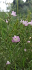 Agalinis communis