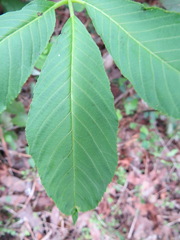 Aesculus californica