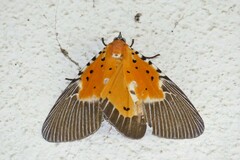 Peridrome orbicularis