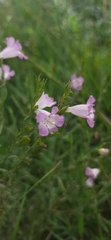 Agalinis communis