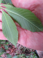 Aesculus californica