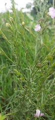 Agalinis communis