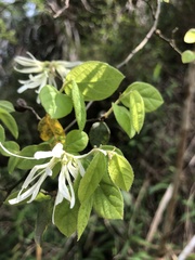 Loropetalum chinense