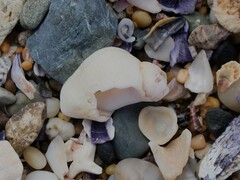 Coralliophila radula