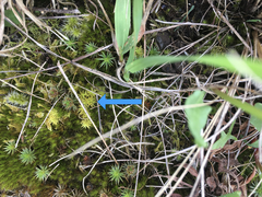 Syntrichia antarctica