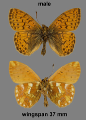 Boloria napaea
