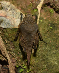 Dasyleurotettix infaustus