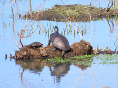 Pseudemys rubriventris