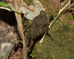 Dasyleurotettix infaustus
