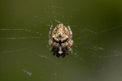 Socca pustulosa