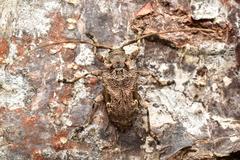 Lagocheirus araneiformis parvulus