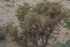 Cylindropuntia ramosissima
