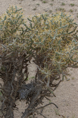 Cylindropuntia ramosissima
