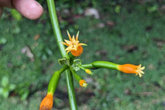 Gurania lobata