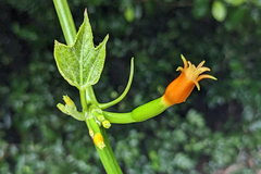 Gurania lobata