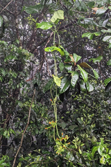 Gurania lobata