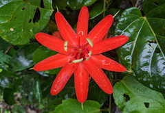 Passiflora tecta