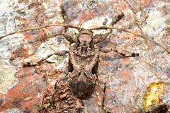 Lagocheirus araneiformis parvulus