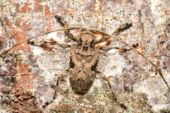 Lagocheirus araneiformis parvulus