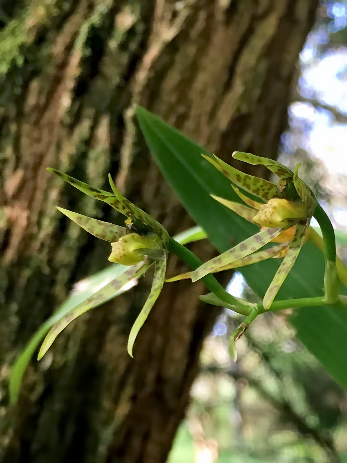 Brassia chlorops Endrés & Rchb.f. 4