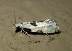 Nemapogon tylodes