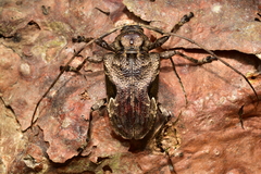 Lagocheirus araneiformis parvulus