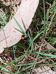 Paropsisterna sexpustulata