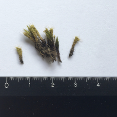 Syntrichia antarctica
