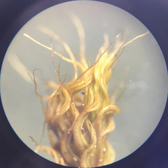 Syntrichia antarctica