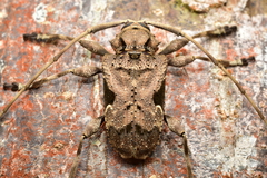 Lagocheirus araneiformis parvulus
