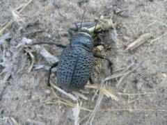 Trigonoscelis nodosa