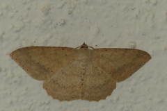 Luxiaria emphatica
