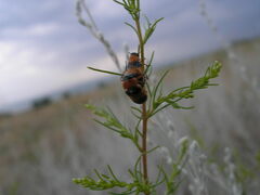 Coptocephala gebleri