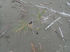 Phragmites karka