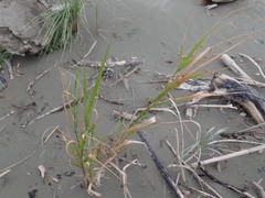 Phragmites karka