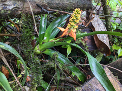 Aechmea mertensii