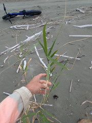 Phragmites karka