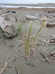 Phragmites karka