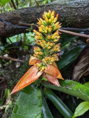 Aechmea mertensii