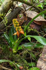 Aechmea mertensii