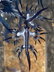 Glaucus atlanticus