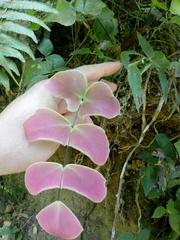Adiantum macrophyllum