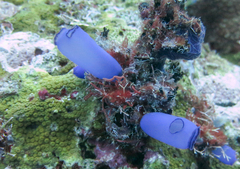 Rhopalaea