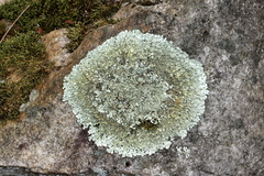 Xanthoparmelia plittii