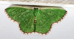 Nemoria lixaria