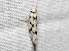 Lichenaula calligrapha